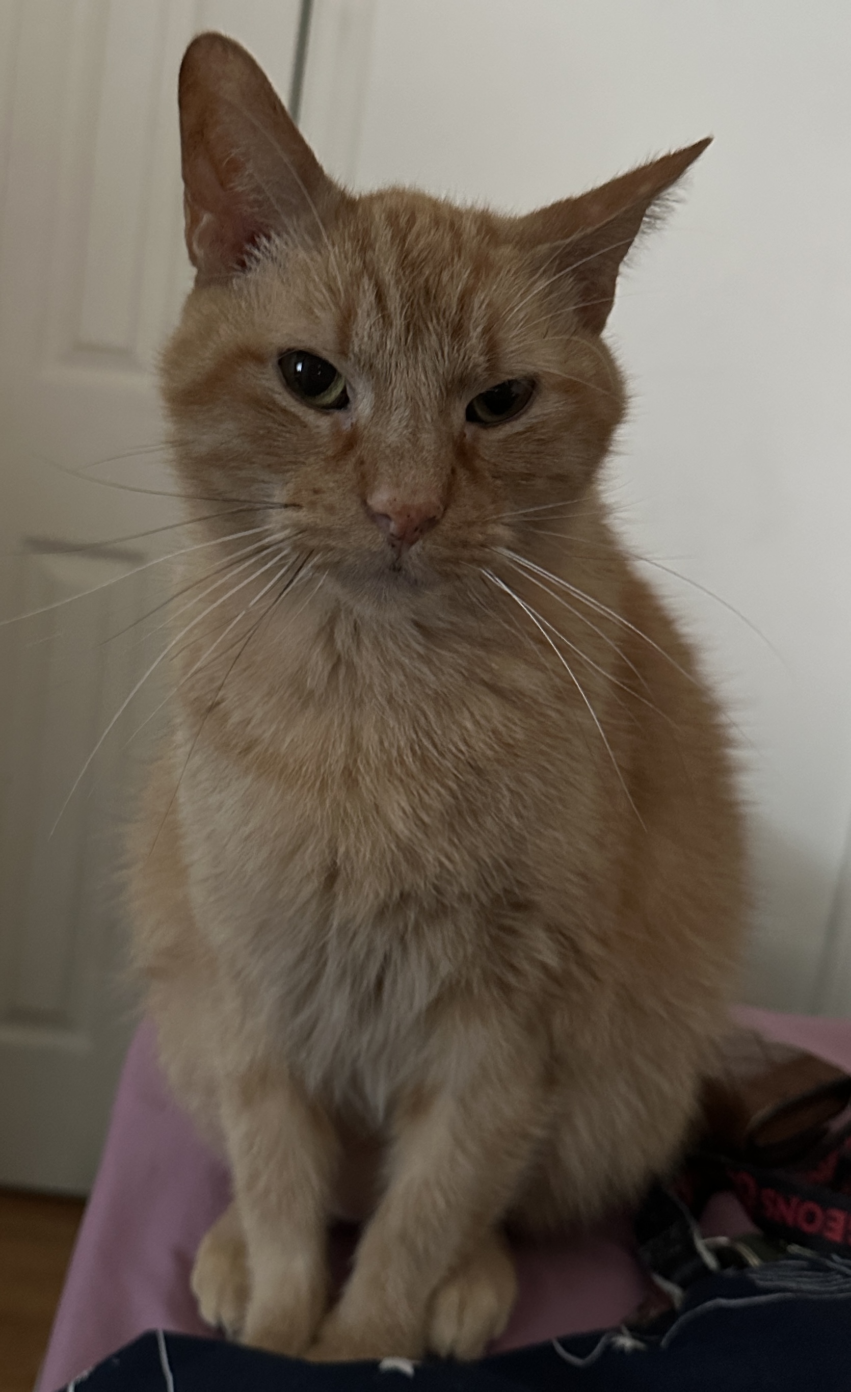 Photo of Haru